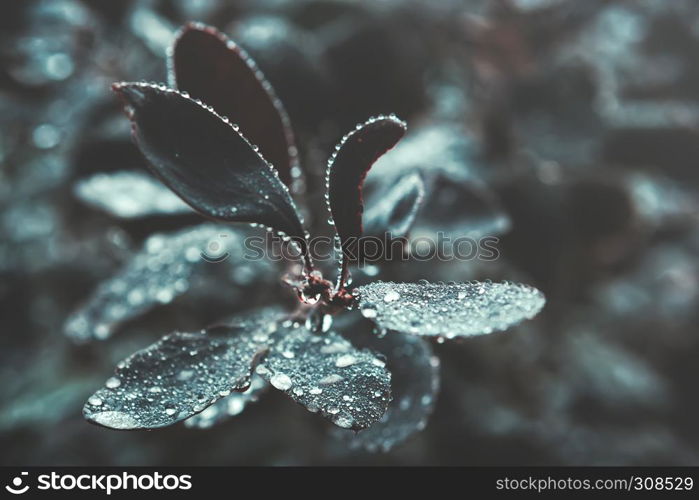 Branch of dark leaves with fresh water droplets closeup - natural background. Vintage toned filter, shallow depth of field.. Dark Leaves With Water Drops