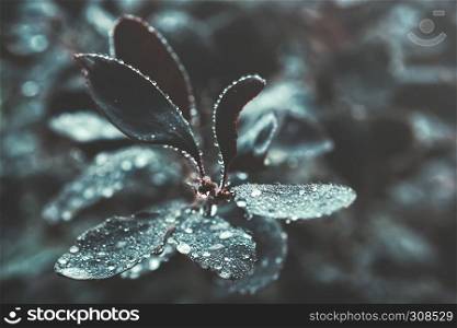 Branch of dark leaves with fresh water droplets closeup - natural background. Vintage toned filter, shallow depth of field.. Dark Leaves With Water Drops