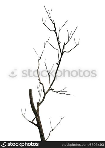 Branch of dead tree. The old and completely dry tree growing against the white background