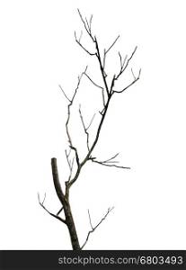 Branch of dead tree. The old and completely dry tree growing against the white background