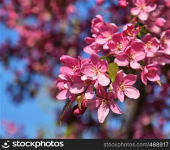 branch of decorative cherry with pink flowers , close up