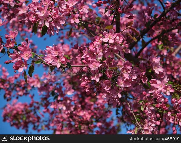 branch of decorative cherry with pink flowers , close up