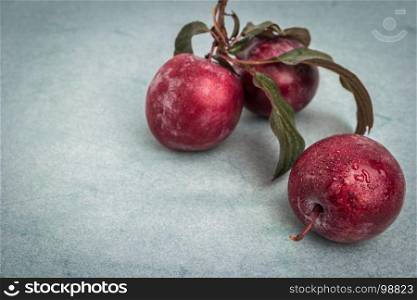 Branch of delicious red plums on a background