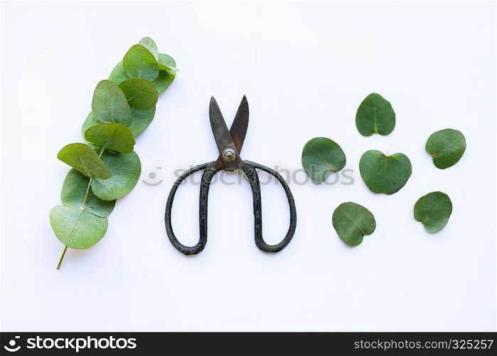 Branch of eucalyptus and vintage scissors on white background