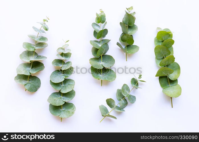 Branch of eucalyptus and vintage scissors on white background