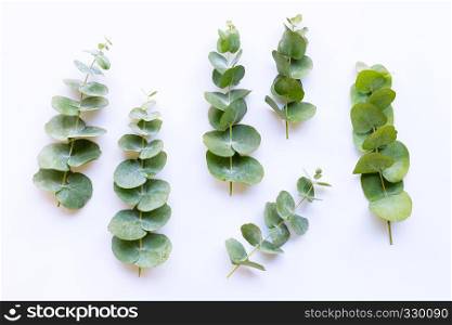 Branch of eucalyptus and vintage scissors on white background