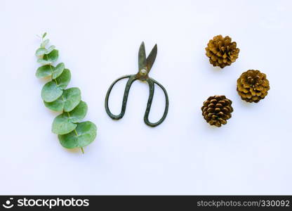 Branch of eucalyptus with vintage scissors and pine cones on white background.