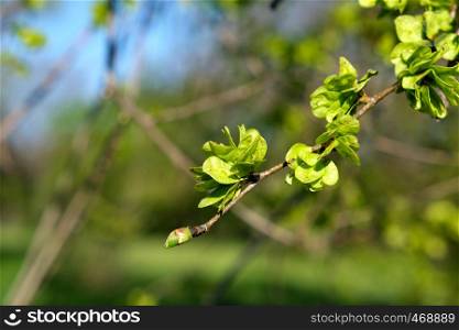branch of European white elm, close up, spring day