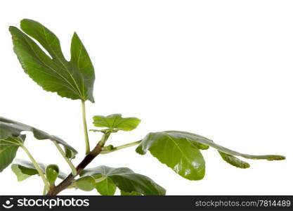 Branch of figs with fruit on the white background (Ficus carica L.)