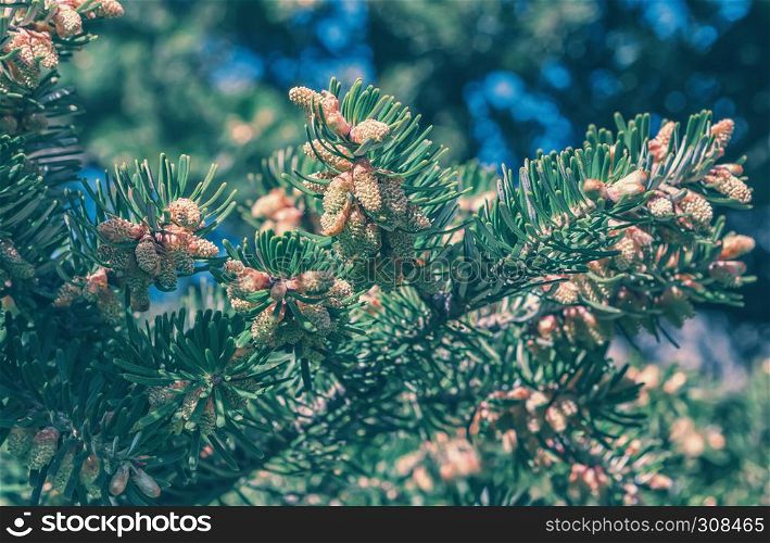 Branch of fir with cones during blossoming closeup on a blurred bokeh background at sunny day. Selective focus, toned, vintage film filter.. Fir Branch With Cones