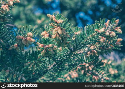 Branch of fir with cones during blossoming closeup on a blurred bokeh background at sunny day. Selective focus, toned, vintage film filter.. Fir Branch With Cones