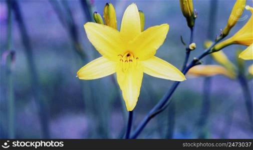 Branch of flower Hemerocallis lilioasphodelus  also called Lemon Lily, Yellow Daylily, Hemerocallis flava . Hemerocallis flava Known also as Lemon day-lily, Lemon Lily and Custard Lil