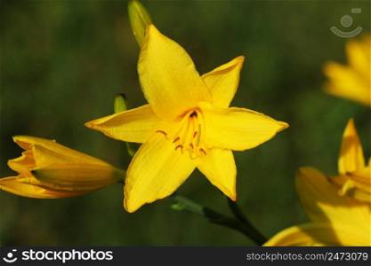 Branch of flower Hemerocallis lilioasphodelus also called Lemon Lily, Yellow Daylily, Hemerocallis flava .. Branch of flower Hemerocallis lilioasphodelus also called Lemon Lily, Yellow Daylily