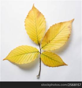 Branch of four yellow American Beech tree leaves against white background.