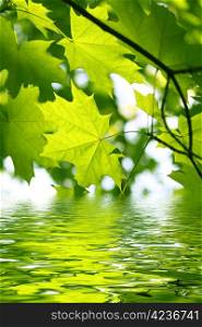 Branch of fresh green maple foliage with water ripples