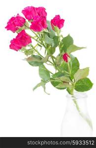 branch of fresh mauve roses in glass vase isolated on white background. branch of fresh mauve roses