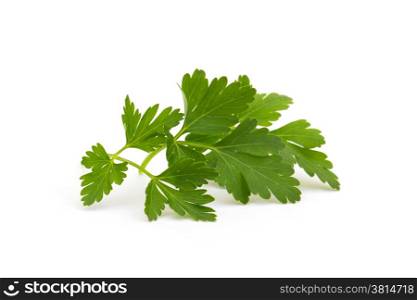 Branch of fresh parsley