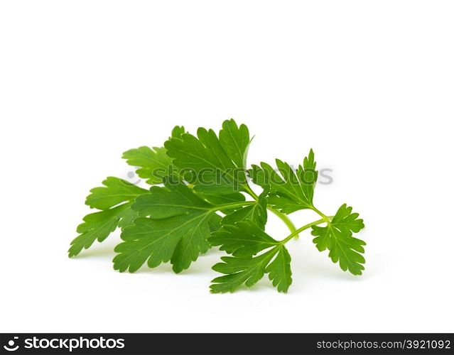 Branch of fresh parsley