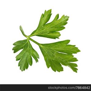 Branch of fresh parsley isolated on white