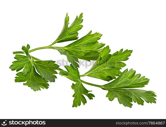 Branch of fresh parsley isolated on white