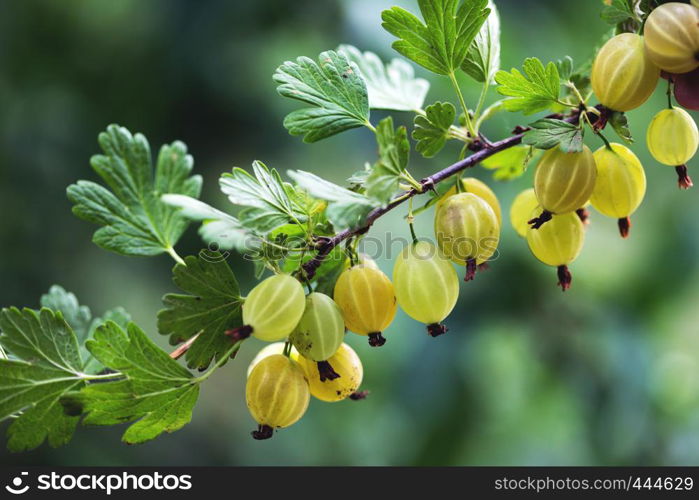 branch of gooseberry in the garden