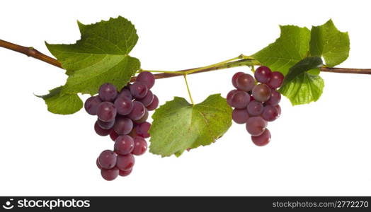branch of grape isolated on white