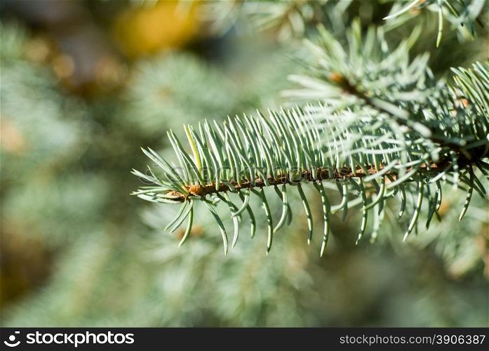 branch of green christmas tree