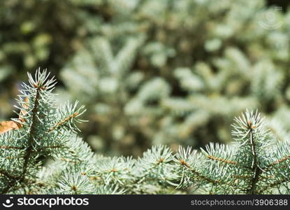 branch of green christmas tree