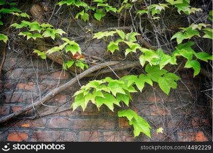 branch of green Ivy on brick wall