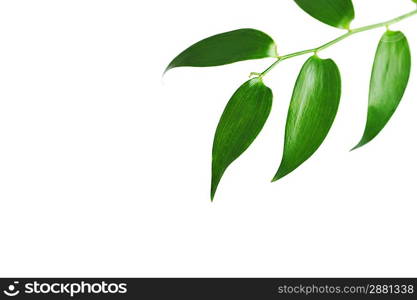 Branch of green leaves. isolated