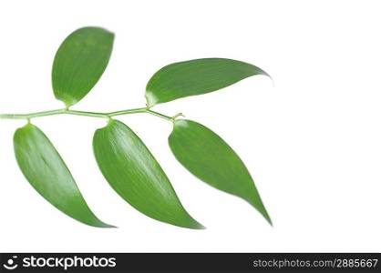 Branch of green leaves. isolated