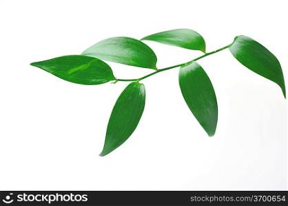 Branch of green leaves. isolated