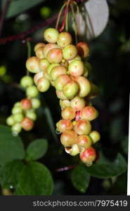 branch of green not ripe schisandra . branch of green not schisandra hanging in the garden