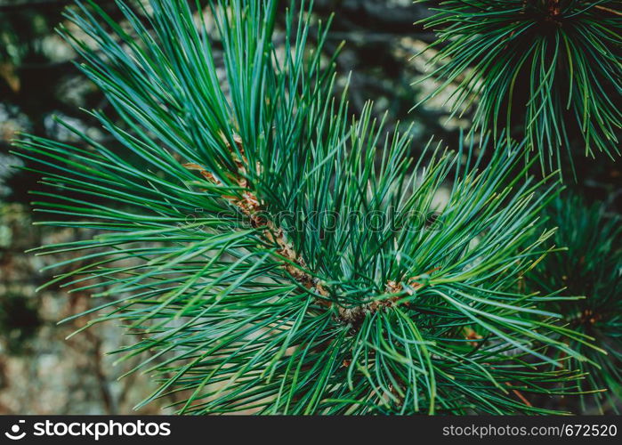 Branch of green pine, spruce or cedar in forest.