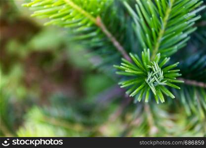Branch of green pine, spruce or cedar in forest.