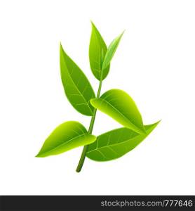 Branch of green tea. Vector illustration with isolated objects