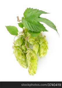 Branch of hops isolated on a white background