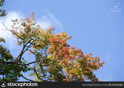 Branch of japanese maple. Branch of japanese maple in the beginning of autumn, fall