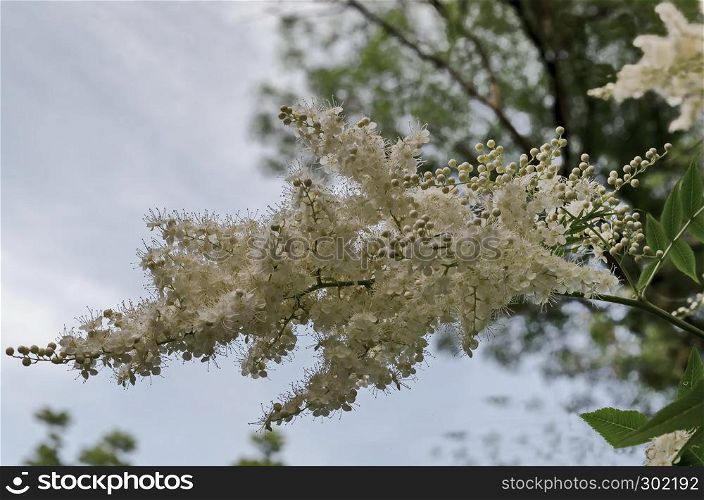 Branch of Japanese tree lilac or Syringa reticulata with white bloom close up in the springtime, Popular Zaimov park, district Oborishte, Sofia, Bulgaria
