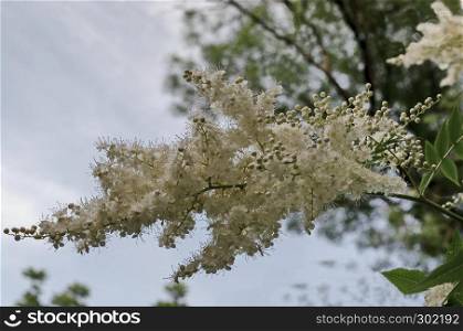 Branch of Japanese tree lilac or Syringa reticulata with white bloom close up in the springtime, Popular Zaimov park, district Oborishte, Sofia, Bulgaria