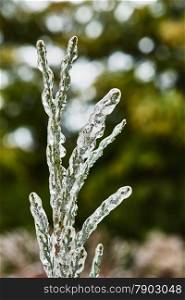 Branch of juniperus covered with ice
