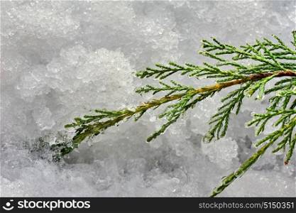 Branch of juniperus,covered with snow in january