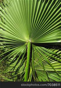 Branch of large green leaf of tropical palm, close-up nature background