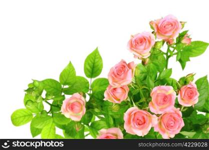 Branch of light pink roses with green leafes. Isolated on white background. Close-up. Studio photography.