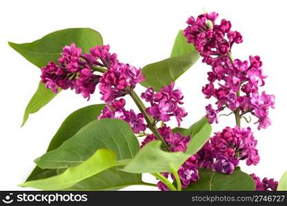 branch of Lilac isolated on white