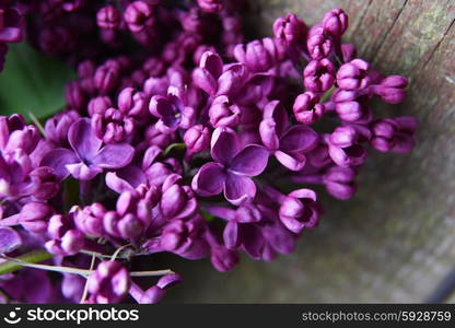 branch of lilac on wooden background&#xA;