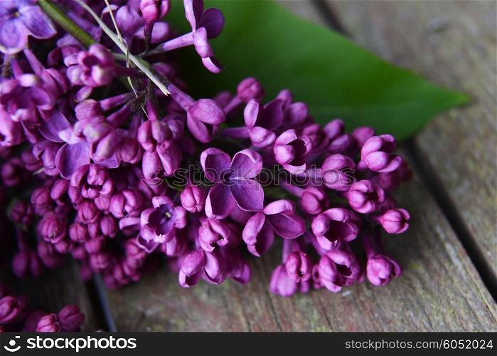 branch of lilac on wooden background&#xA;