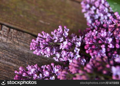 branch of lilac on wooden background&#xA;