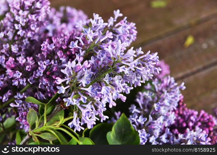 branch of lilac on wooden background&#xA;