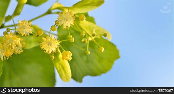 Branch of lime flowers in garden on sky background, close up